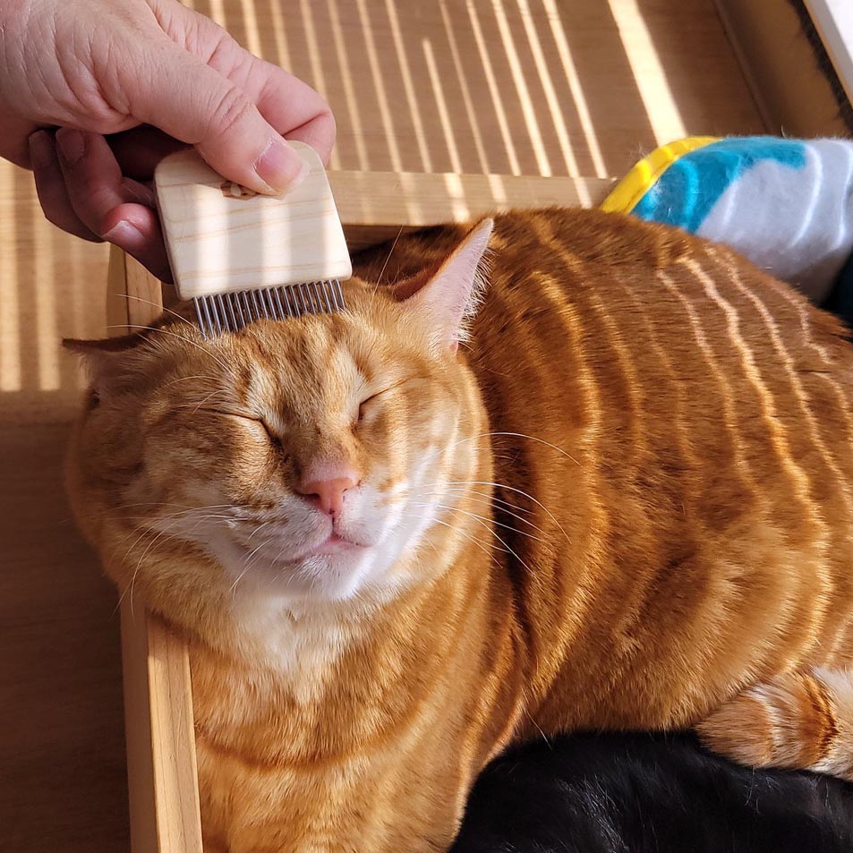 猫にフェイスコームを使う様子