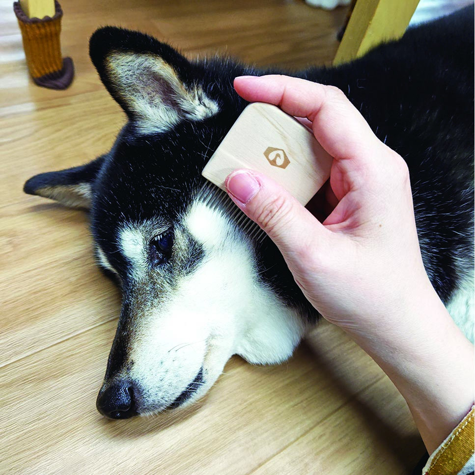 犬にフェイスコームを使う様子